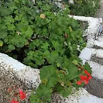 Makris House-giasemi