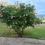 Makris House-giasemi