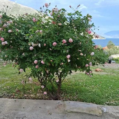 Makris House-giasemi
